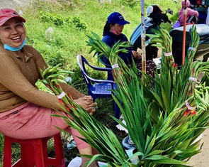 Hoa lay ơn Phú Yên nở chậm, phải nhập hoa Đà Lạt về bán