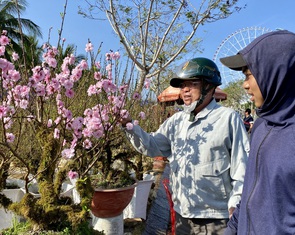 Chợ hoa xuân Đà Nẵng thấp thỏm lo mưa, nhiều tiểu thương giảm giá sớm