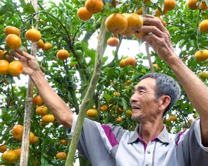 Quýt hồng Lai Vung hút hàng dịp Tết