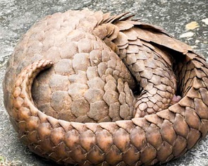 Khởi tố 2 phụ nữ buôn bán 2 con tê tê Java quý hiếm