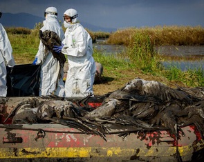 Israel phát hiện ổ dịch cúm H5N1 quy mô lớn từ gà và sếu