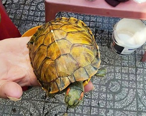 'Rùa vàng kích tài lộc' bán trên vỉa hè TP.HCM, kiểm lâm nói là rùa tai đỏ gây hại