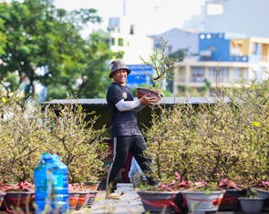 Nên niêm yết giá hoa Tết công khai để không còn cảnh người mua ép giá, người bán đập bỏ