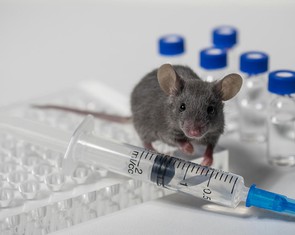 Thí nghiệm trên chuột cho thấy SARS-CoV-2 có thể ảnh hưởng đến thế hệ sau