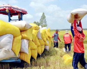 Philippines tính kéo dài lệnh cấm nhập khẩu gạo, gạo Việt chịu sức ép lớn