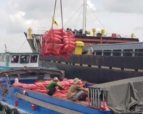 Doanh nghiệp Việt làm gì khi Philippines tính kéo dài lệnh cấm nhập khẩu gạo?