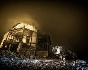 Khoảnh khắc hoang dã lay động thế giới: Những bức ảnh thiên nhiên xuất sắc nhất 2025