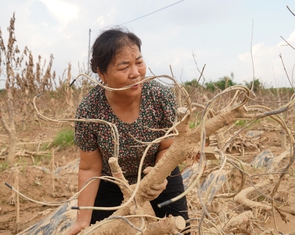 Nông dân Thái Nguyên bật khóc nhìn vườn đào Tết tan hoang như đống củi sau lũ