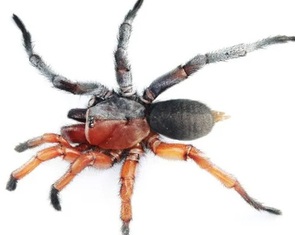 Phát hiện nhện nửa đực nửa cái cực hiếm tại Thái Lan