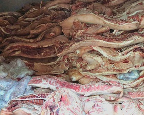 Bắt chủ cơ sở giết mổ trữ đông 40 tấn thịt heo chết, nhiễm bệnh để bán ra thị trường