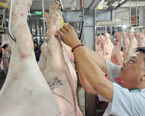 TP.HCM thí điểm sàn giao dịch thịt heo trong năm 2025