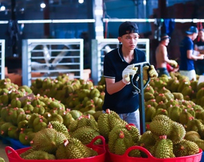 Đề nghị phòng thử nghiệm chất vàng O và Cadimi chạy hết công suất để gỡ khó cho sầu riêng xuất khẩu