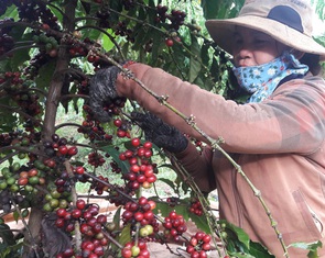 Tin tức sáng 27-10: Quốc hội thảo luận nhiều dự luật quan trọng; Giá cà phê dự báo giảm