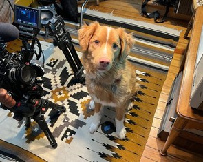 Chú chó trong phim kinh dị Good Boy tranh Oscar, cùng hạng mục với Leonardo DiCaprio?