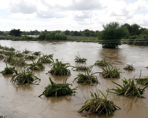 Nhiều vườn thanh long ở Lâm Đồng ngập úng do mưa lũ