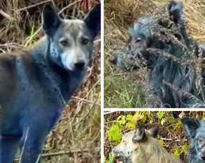 Phát hiện chó lông xanh quanh khu lò hạt nhân Chernobyl