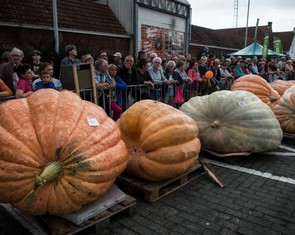 Bí mật sinh học khiến bí ngô phình to như ô tô, còn việt quất nhỏ xíu