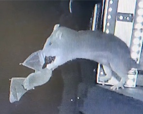 Cảnh tượng hiếm thấy: Chuột lao lên không trung tóm gọn dơi đang bay