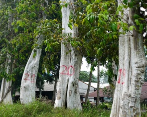 Kỷ luật buộc thôi việc Chi cục trưởng Chi cục Kiểm lâm tỉnh Gia Lai và 4 thuộc cấp