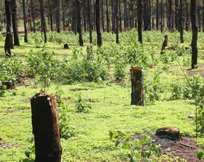 Rừng thông Đak Đoa tuyệt đẹp liên tục bị trộm, tỉnh Gia Lai chỉ đạo khẩn