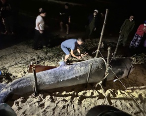 Giữa mưa lũ, người dân Đà Nẵng phát hiện cá ông lụy bờ