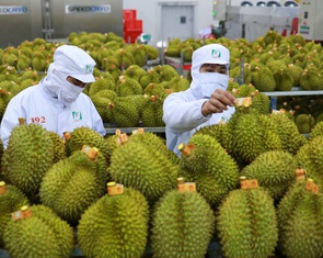 Phó thủ tướng yêu cầu làm rõ trách nhiệm việc để gián đoạn hoạt động kiểm nghiệm sầu riêng xuất khẩu