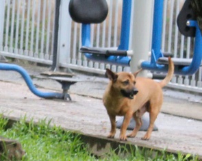 Chó không rọ mõm chạy dọc kênh Nhiêu Lộc - Thị Nghè: 'Dẫn cháu đi dạo sợ chó lao tới cắn'