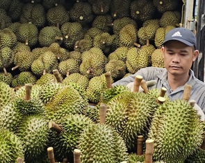 Xuất khẩu sầu riêng khơi thông sau khi Bộ Nông nghiệp chỉ đạo xử lý ách tắc kiểm nghiệm