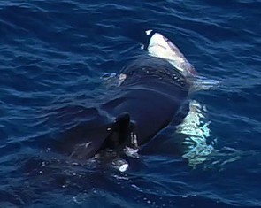 Cá voi sát thủ dùng 'chiêu thôi miên' hạ gục cá mập trắng