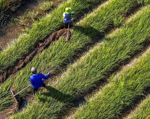 Góp ý văn kiện Đại hội Đảng XIV: Xây nền vững cho một Việt Nam xanh và số