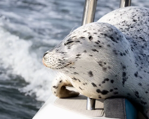 Clip hải cẩu leo lên thuyền nhiếp ảnh gia, thoát bầy cá voi sát thủ trong gang tấc