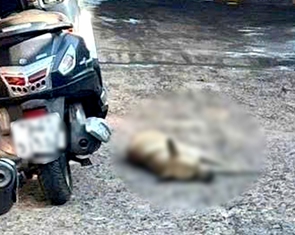 Chó hoang nghi bị bệnh dại liên tục cắn 8 người