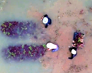 Bình Châu, Hồ Tràm, Đất Đỏ, Châu Đức khẩn trương khắc phục hậu quả do mưa lớn