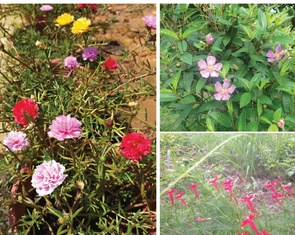 Nước mắt tôi chực trào trước những bông hoa dại chân phương của học trò