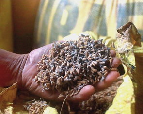 Nhiều hộ kinh doanh lúa gạo ở Đà Nẵng khóc ròng