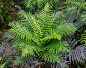 Trung Quốc phát hiện loài dương xỉ có thể tự 'luyện' đất hiếm