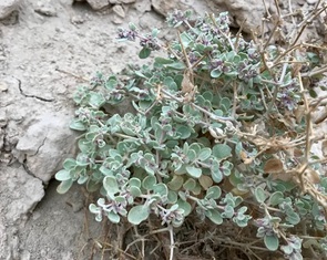 Phát hiện bí mật của loài cây chịu nóng đến 49°C