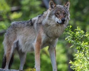 Sói xám kéo bẫy cua lên bờ: Hành vi thông minh khiến khoa học kinh ngạc