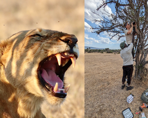 AI phát hiện 'tiếng gầm bí mật' của sư tử