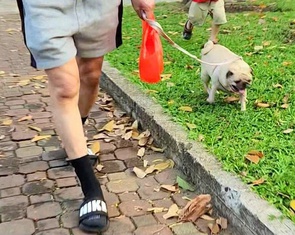 Người nuôi chó, mèo tại TP.HCM phải khai báo với UBND cấp xã, phường, đặc khu