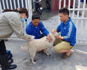 Kiểm soát bệnh dại bắt đầu từ quản lý chó, mèo