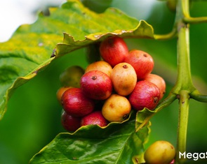 Hành trình 15 năm NESCAFÉ Plan nâng giá trị hạt cà phê Việt