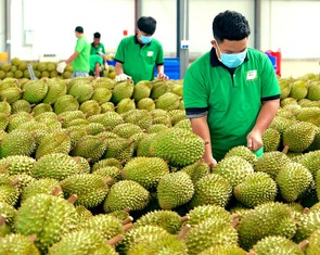 Trung Quốc phê duyệt thêm gần 1.000 mã số vùng trồng và cơ sở đóng gói sầu riêng Việt Nam