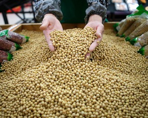 Vì sao Trung Quốc tăng mua đậu nành từ Brazil thay vì Mỹ?
