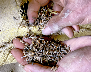 Sau đêm ngập, 100 tấn lúa hỏng, dân thiệt hại tiền tỉ