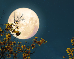 Việt Nam sắp đón siêu trăng Hải Ly - trăng tròn, sáng và lớn nhất năm 2025