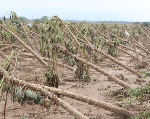 Xót xa lúa mọc mầm do ngâm nước lũ, phải đổ bỏ