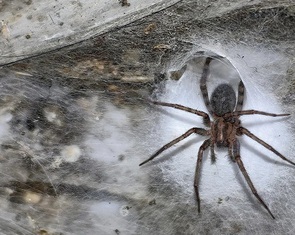 Phát hiện mạng nhện lớn nhất thế giới với 111.000 con