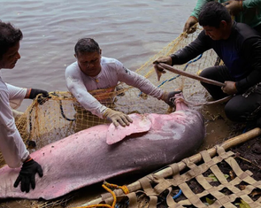 Cá heo chết hàng loạt vì nước hồ nóng hơn bồn tắm spa
