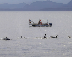 Lần đầu phát hiện cá voi sát thủ và cá heo 'hợp tác' săn mồi